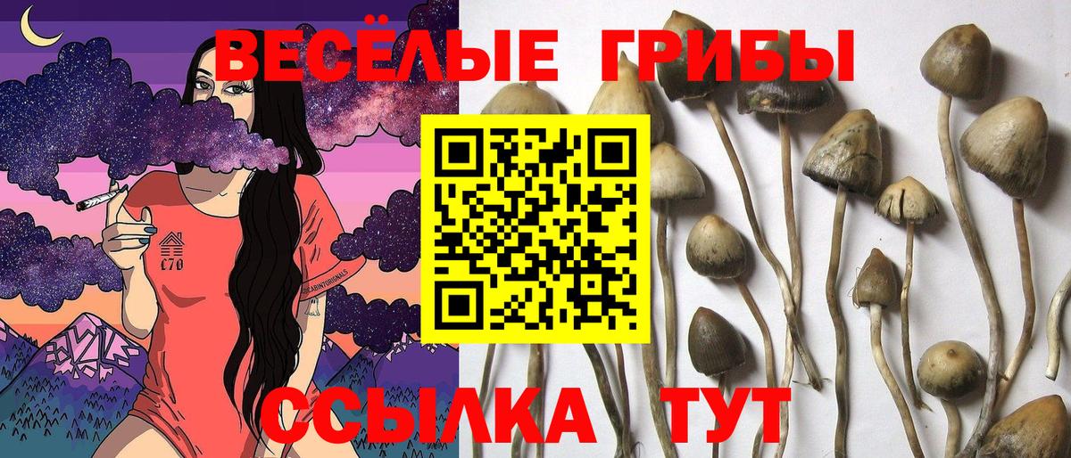 Псилоцибиновые грибы MAGIC MUSHROOMS  Вход с VPN  Псилоцибиновые грибы Cubensis  Донецк 